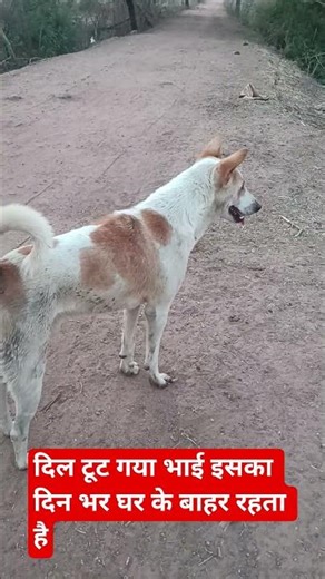 🐕dog#cute #dogs #animals #hindi #funny#cute animal#dog lover#dogshorts#doglife#doglove#dogs reels
