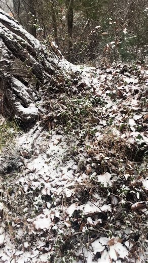 Here’s one of these exploding trees. #expoldingtree #winter #snow #ice