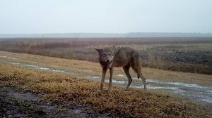 Here’s a timeline of milestones in the attempted recovery of the red wolf in NC
