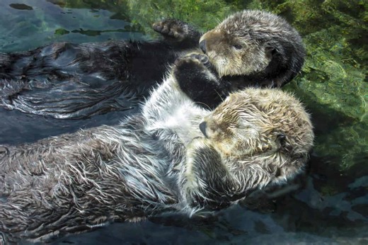 The Curious Reason Why Otters Hold Hands