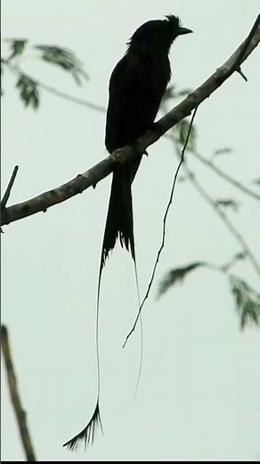 Drongo: The Master Bird Mimic!