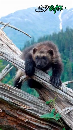 10K views · 306 reactions | Why is the wolverine considered the most fearless mammal on Earth? #WolverineFacts #FearlessMammal #NatureSuperpowers #WildlifeWarrior #MindBlowingNature #UltimateSurvivor #AnimalDominance #PredatorInstincts #NatureExplained #WildlifeWonder #fblifestyle | WildByte | Facebook