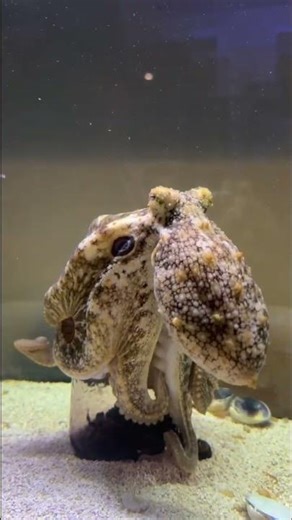 Giving Tommy the octopus a jar full of crabs !