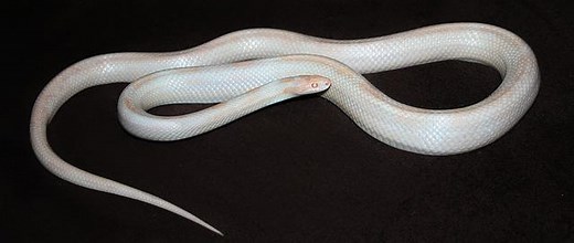 Everything You Need To Know About White snake species – Reptiles & Amphibians