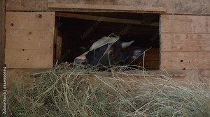 Video of cow eating hay in wooden stall