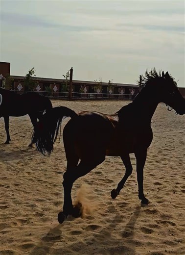 Cheval et Sociabilisation : L'Intégration au Troupeau