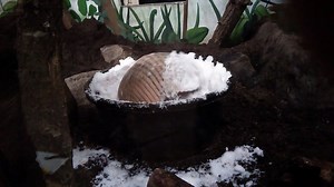 8.6K views · 231 reactions | It's way too cold outside for Joanna the armadillo, so we brought the outside to her! (: Keeper Erin) | John Ball Zoo | Facebook