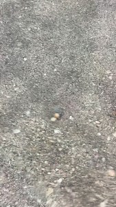 She’s a beauty!!! Come shelling with me🌴🌴s~🩵 Longboat Key, Florida | Follow Me To Longboat Key