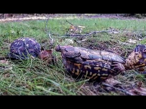 How do Turtles Mate?