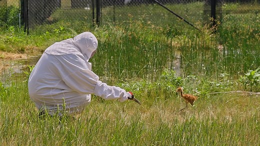 How humans in costumes teach whooping cranes to be cranes