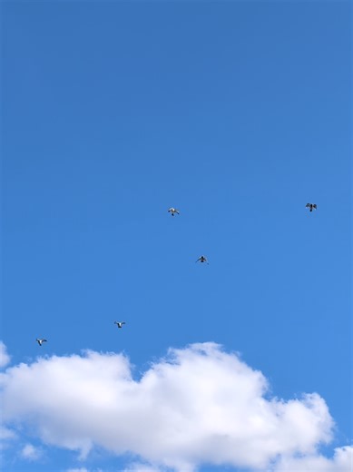Young birds starting to group and fly together —Around 15 minutes of loft flying today 🕊️ Step by step, future racers in the making. #pigeon #racingpigeons #loftlife #training #pigeonlover