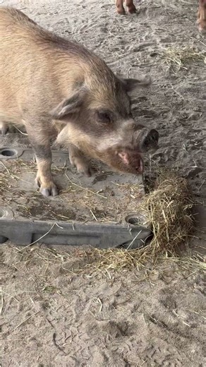 Meeting the sweetest animals at Disney 🐑💛 #DisneyWorld #PettingZoo #FamilyFun