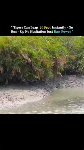 know Universe on Instagram: "Tigers Can Leap 20 Feet Instantly — No Run-Up, No Hesitation, Just Raw Power A fully grown Bengal tiger can leap over 20 feet in a single bounce, and it does it with no run-up, no hesitation, and total control. This isn’t just power—it’s evolution at its peak. Found in the dense mangrove forests of the Sundarbans, these tigers are uniquely adapted to their aquatic habitat. They’re strong swimmers, deadly hunters, and capable of navigating a labyrinth of muddy banks a