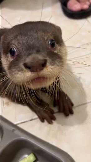 Playful Baby Otters 🦦💕 | Cute, Funny & Heart-Melting Moments#Funpets#Otter