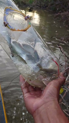 Simple diy fishing #catch_fish #pondpump #plasticbottle #dieselengine #fish #villagepond #plasticcon