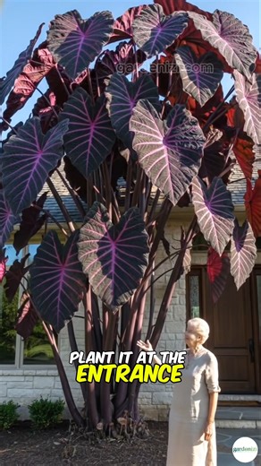 🌿 Rare Giant Caladium - it’s designed to bring bold color and big, dramatic leaves even in shade ✨ 👉 Comment “ZEN” below and check your DMs—I'll send you the product link right away! #gardenizi #gardening #garden | Seed to Flower