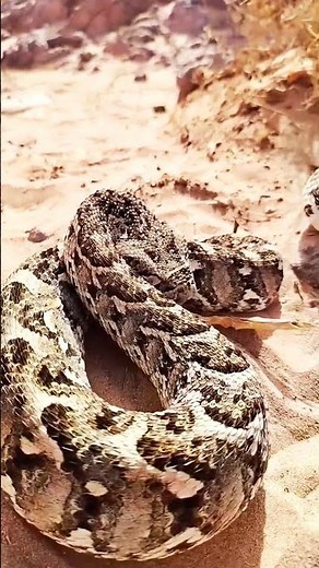 Puff Adder – Terrifying Attack Behavior in Nature #naturelovers #snakelovers