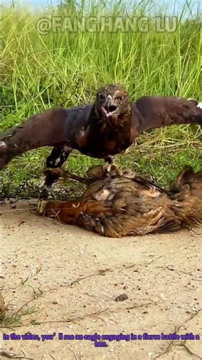 Epic Wildlife Battle: Eagle Fights Hen in a Dramatic Encounter | YouTube Shorts