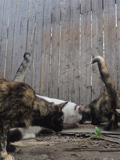 Nobody out here fights for them. So I do. This is Forgotten Colonies. 🐱 #feralcats #straycatsoftiktok #tnr #colonycaretaker #catsoftiktok