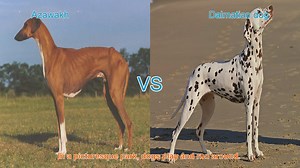 Azawakh vs. Dalmatian: A Breed Comparison