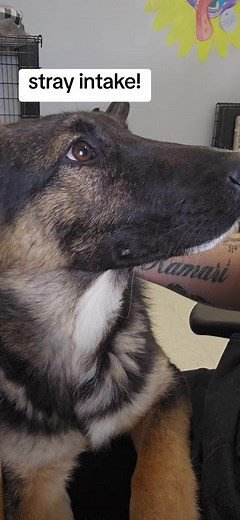 pike animal welfare shelter #germanshepherd #donate #rescue #shelter #adoptdontshop #dog #nonprofit #nokillshelters