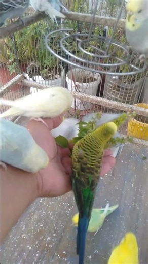 🌿 家庭でできるナチュラルブリーディング術 #自然繁殖 #健康繁殖