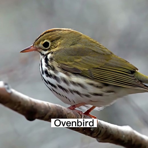 The ovenbird sings 🎶 loudly and its nest, a leaf-covered dome resembling an old-fashioned outdoor oven, gives the Ovenbird its name. #bird #fyp #birdsofticktok #educational #songbird #ovenbird #birdwatching #ornithology