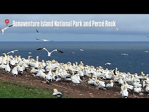 Exploring Percé Rock & Bonaventure Island 🇨🇦 | Northern Gannets Up Close