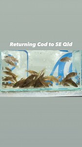 We’ve now released over 100,000 endangered Cod into SE Qld waterways with more to come. 😃 | Somerset & Wivenhoe Fish Stocking Assn