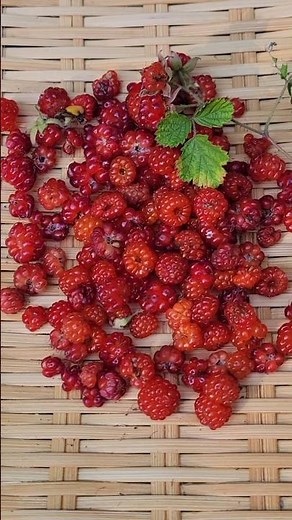 【今が旬】裏山で採った木苺で激うまスイーツ作ってみた🍓 #ラズベリー #フランボワーズ