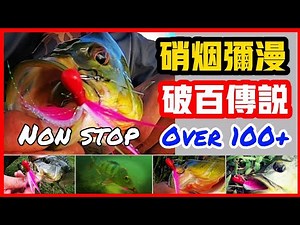 EP08花军来袭，过百传说，绝对疯狂。 Singapore Fishing, over 100 +temensis, lower seletar reservoir