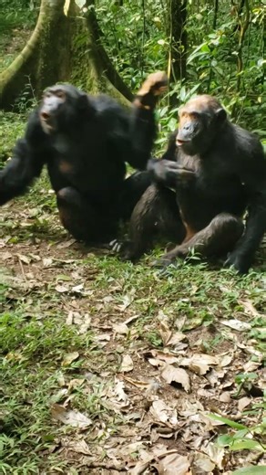 Chimpanzee tracking in Uganda