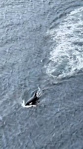 Stunning scenes of an orca pod spotted in Shetland! 😍 💡 Did YOU know Shetland is one of the best places in the UK to spot whales & dolphins?! 🐋🐬 While sightings are more common in the summer months, they can still be spotted at any time of year! 📍 Promote Shetland 🎥 Instagram.com/lance_montaigue | VisitScotland