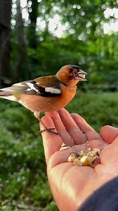 A trio of colorful birds come to greet me. It never gets lonely in the forest. | Squirrels by Fotoscenen