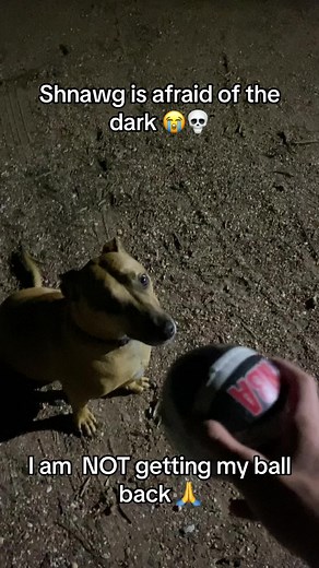 Funny and Viral Dog Memes | Hilarious Pets and Animals Compilation