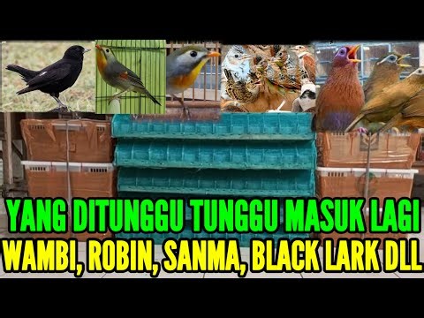🔥 BONGKAR LAGI MASUK RATUSAN EKOR BURUNG IMPORT !! 0838-7553-6945