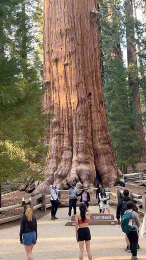 4.9K views · 97 reactions | The spectacular General Sherman tree in Sequoia National Park, California. The world's largest tree.  | Door to Nature | Facebook