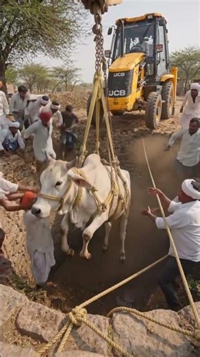 💥अरे यह क्या हुआ गए तो कुएं में गिर गई 😲जल्दी से जेसीबी बुलाओ जैसी भी आगे और गाय को बाहर निकाल दिया💥