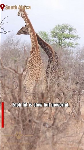 Giraffes Neck Slap Each Other #shorts