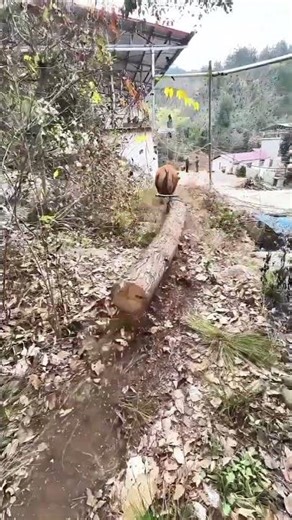 Simple Tools, Smart Design : The Ox-Powered Log Hauler