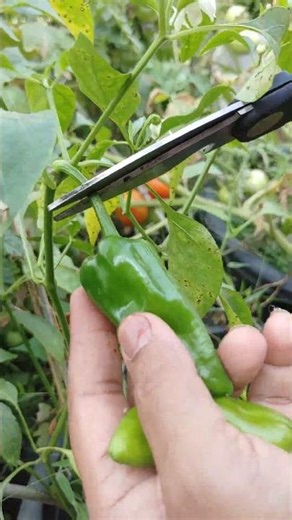 Terrace garden harvest || TELUGU GARDEN VLOG
