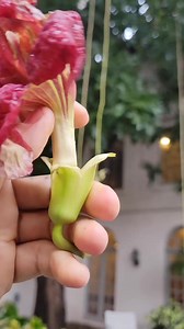 The Illustrious Sausage Tree, Kigelia africana! | Crime Pays But Botany Doesn't