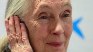 Jane Goodall alerta de la masacre que el coltán de los móviles causa en África
