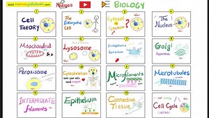 Starling Forces made easy | Hydrostatic Pressure and Colloidal Osmotic (Oncotic) Pressure. Why do we get edema (swelling)? Medicosis Medical Lectures for doctors, nurses, physician assistants, NEET, USMLE, NCLEX, COMPLEX, PLAB. | Medicosis Perfectionalis | Facebook