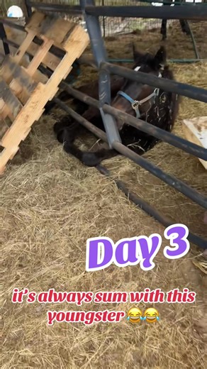 Youngster's Hilarious Antics on the Farm