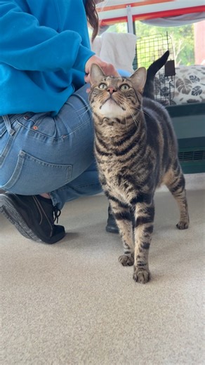 Meet Tigger & Lil Mama! They’re waiting to find their dream home — is it yours? Dakin’s adoption center is open Tuesday - Saturday from 12:30 - 3:00. Stop by and find a friend (or two)! 💙 | Dakin Humane Society