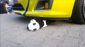 28K views · 361 reactions | Panda work out | Turbo Timmy | Facebook