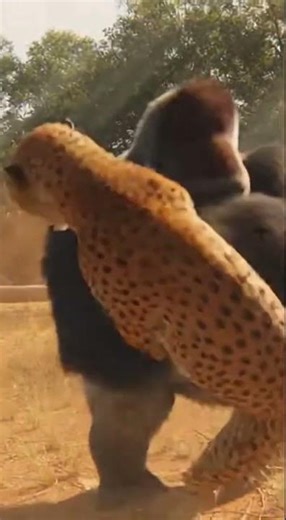 Epic Battle: Gorilla vs. Cheetah in the Wild #Gorilla #shorts
