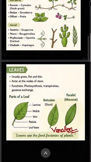 Class 11 Biology Morphology of Flowering Plants #biology #neet2027 #youtubeshorts #youtubeviral
