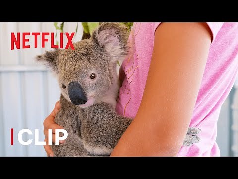 Henry the Baby Koala 🐨 Izzy's Koala World | Netflix Jr